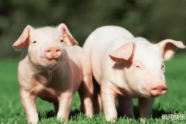 猪和猪婚配属相好吗