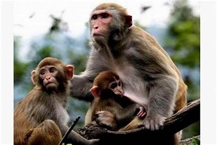 猴子和什么属相相配婚姻