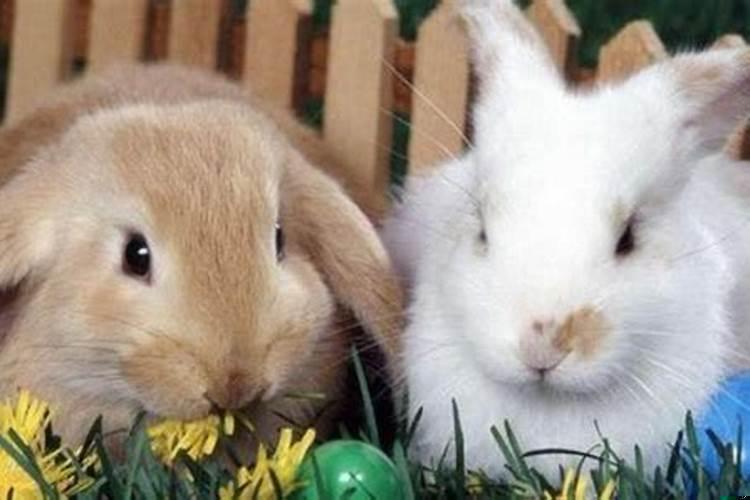 请问属兔与属兔结婚好不好